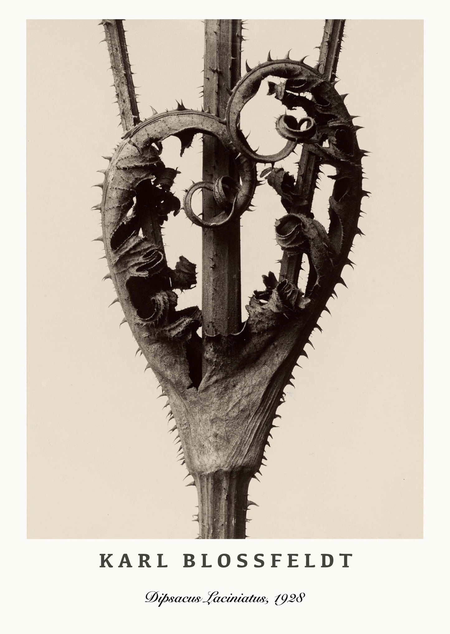 Karl Blossfeldt - Dipsacus Laciniatus Poster - Hakyarts