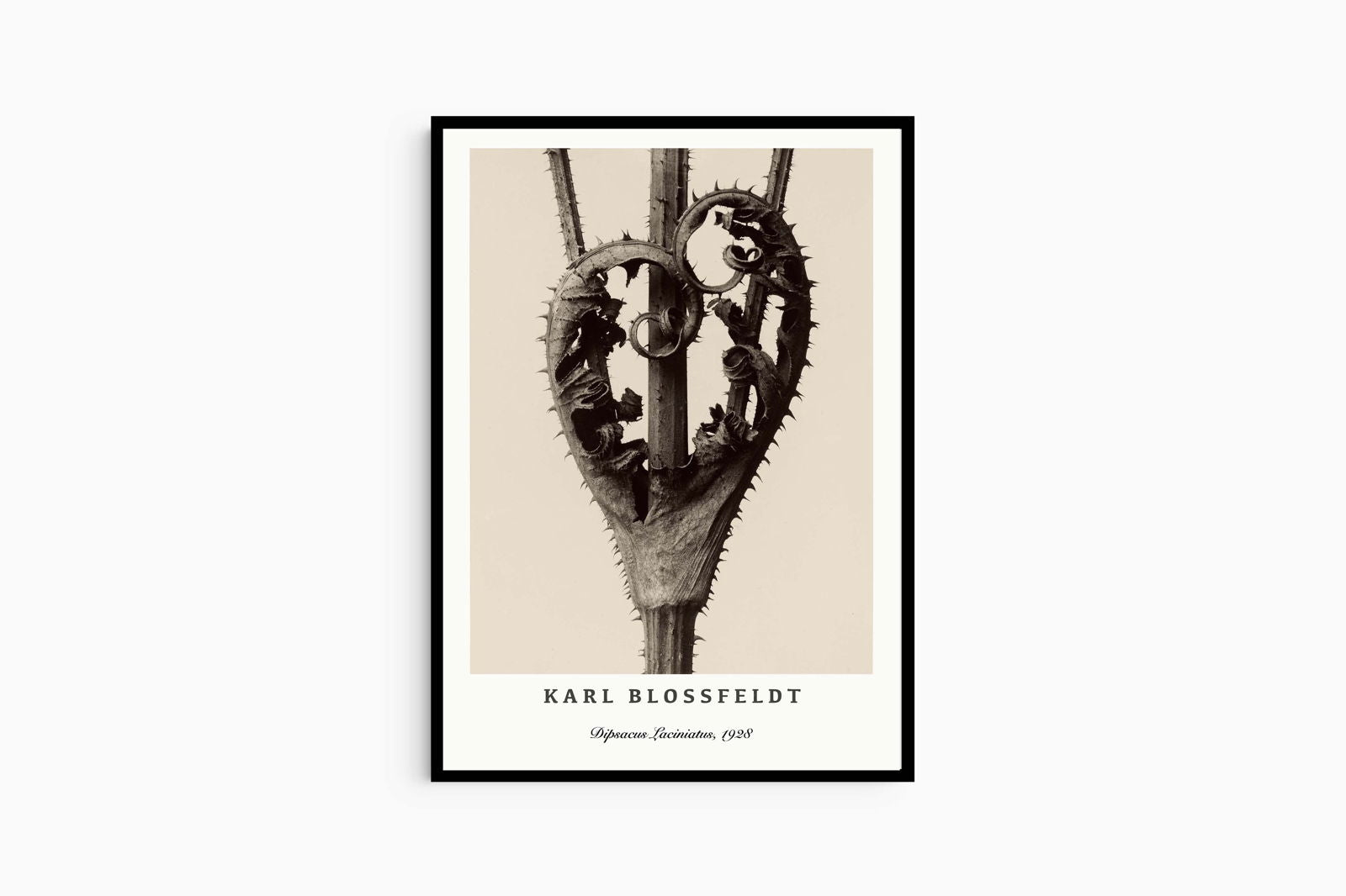 Karl Blossfeldt - Dipsacus Laciniatus Poster - Hakyarts