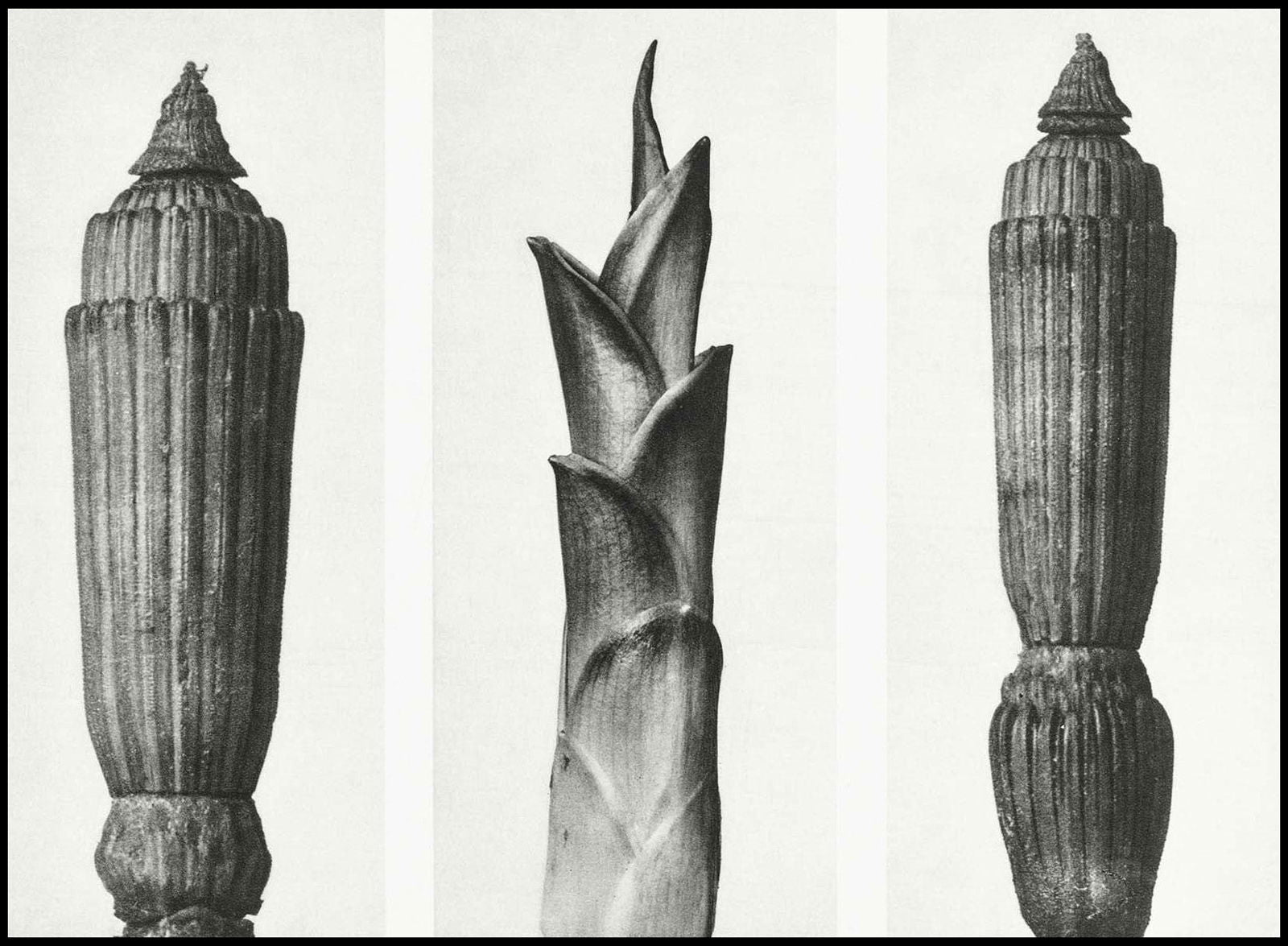 Karl Blossfeldt - Equisetum Hiemale - Hakyarts