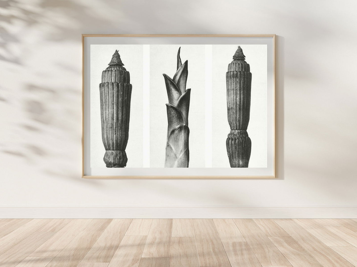 Karl Blossfeldt - Equisetum Hiemale - Hakyarts