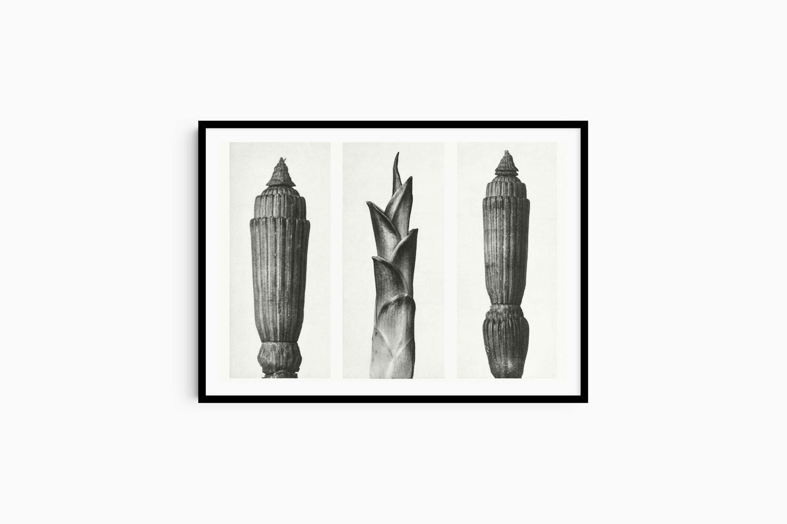 Karl Blossfeldt - Equisetum Hiemale - Hakyarts