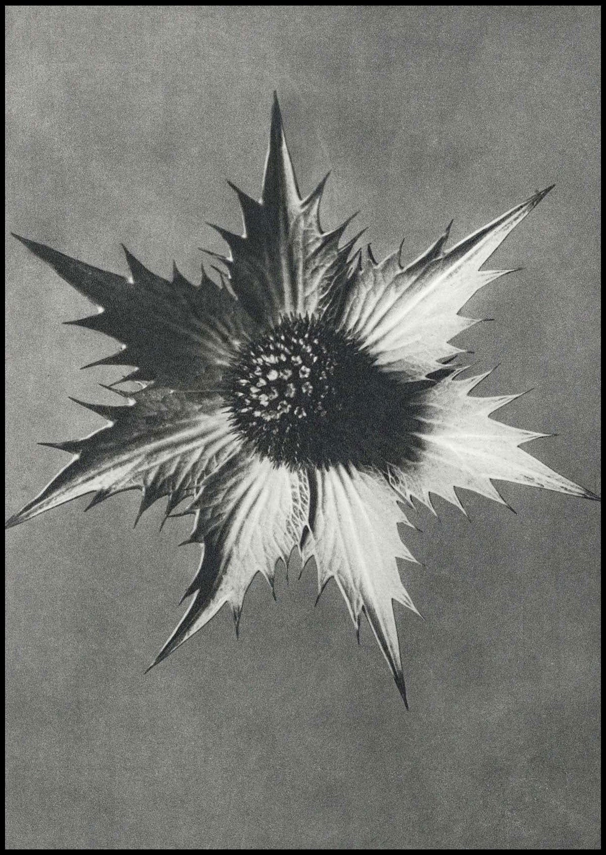 Karl Blossfeldt - Eryngium Giganteum - Hakyarts