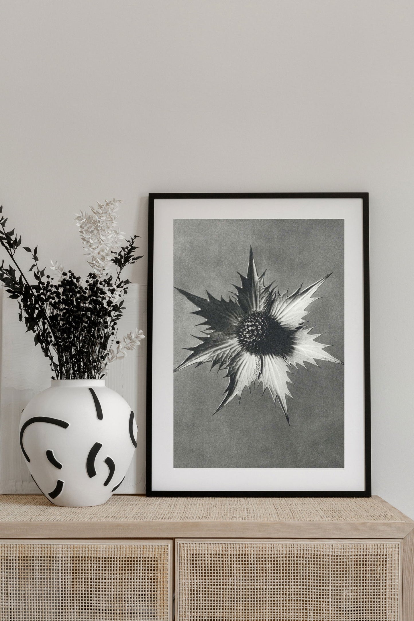 Karl Blossfeldt - Eryngium Giganteum - Hakyarts