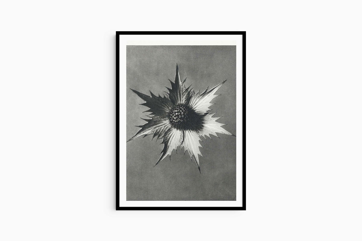 Karl Blossfeldt - Eryngium Giganteum - Hakyarts