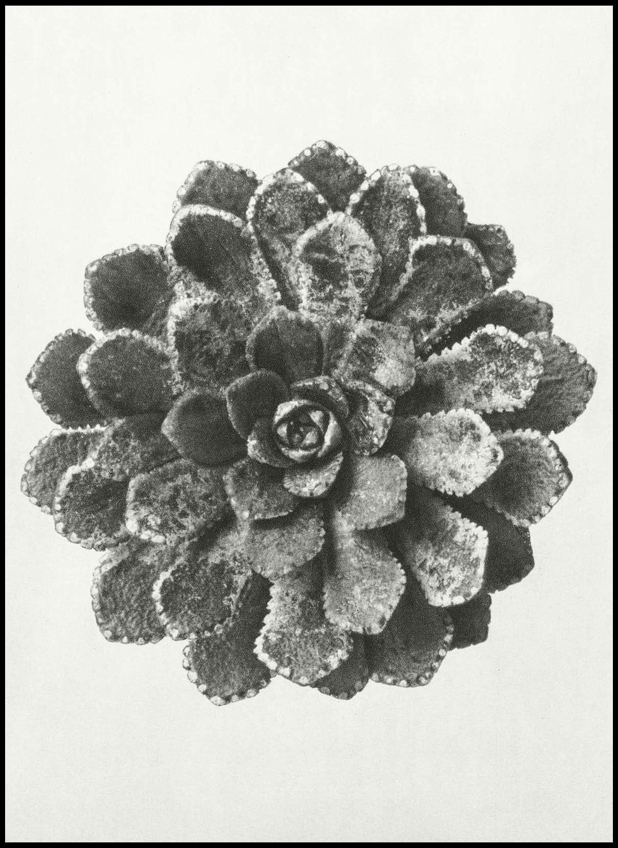 Karl Blossfeldt - Margined Pyramidal Saxifrage - Hakyarts