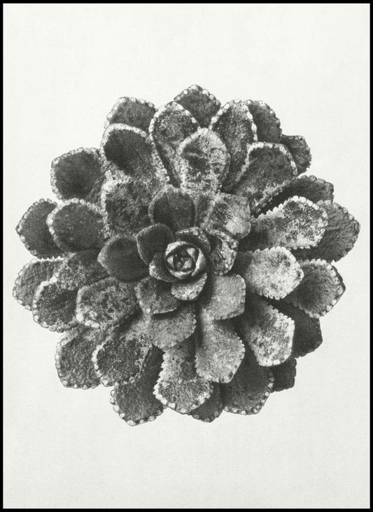 Karl Blossfeldt - Margined Pyramidal Saxifrage - Hakyarts