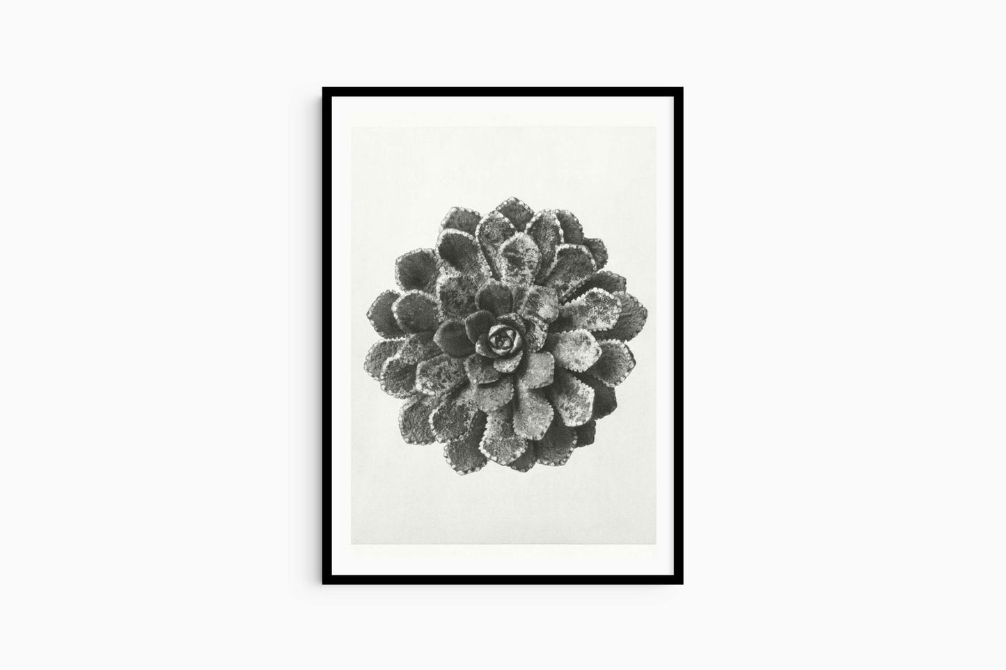 Karl Blossfeldt - Margined Pyramidal Saxifrage - Hakyarts