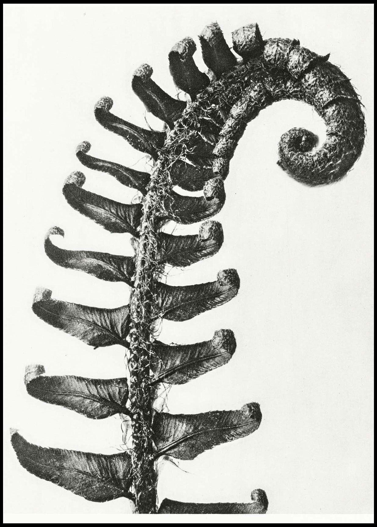 Karl Blossfeldt - Polystichum Munitum - Hakyarts