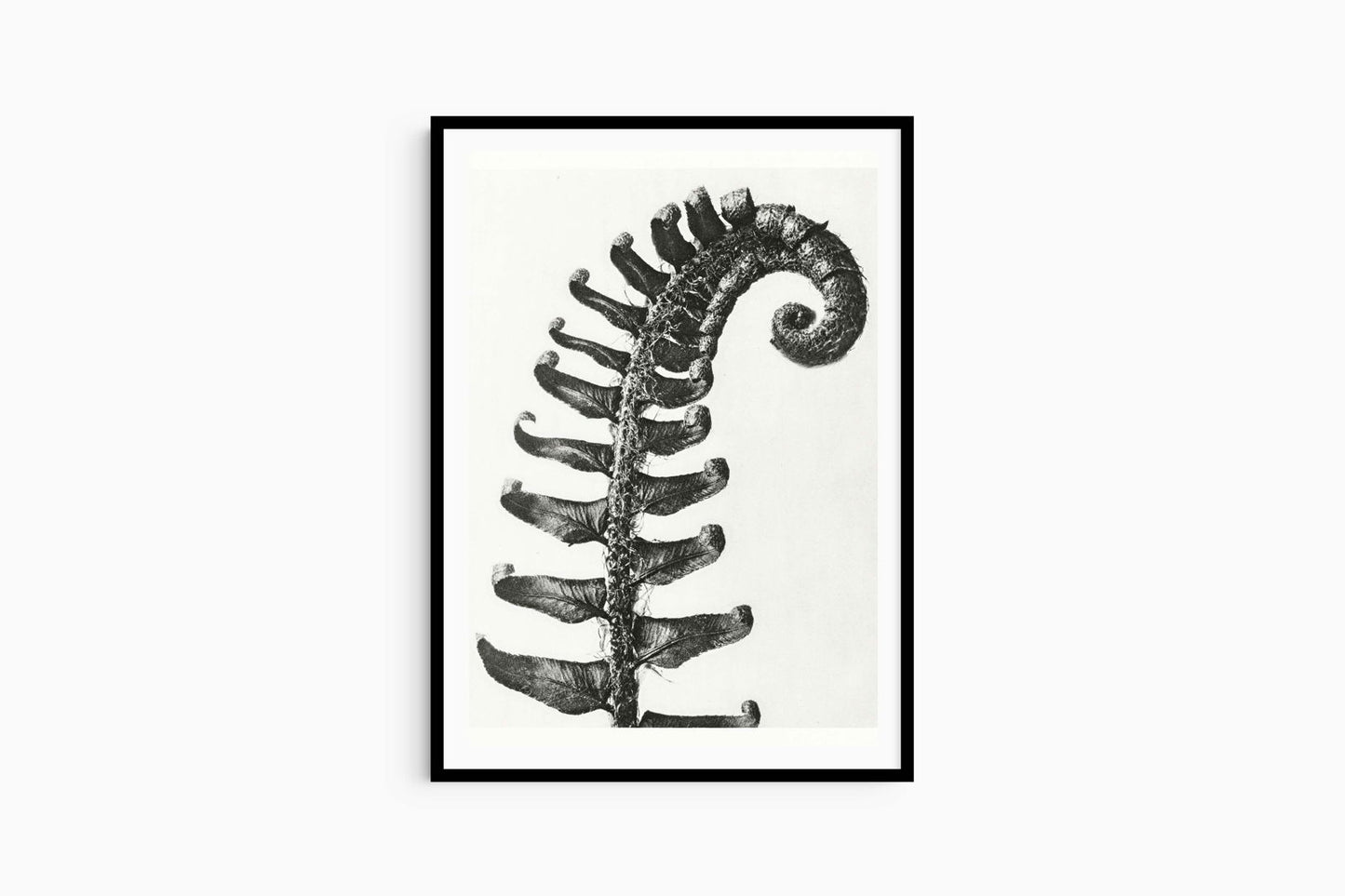 Karl Blossfeldt - Polystichum Munitum - Hakyarts