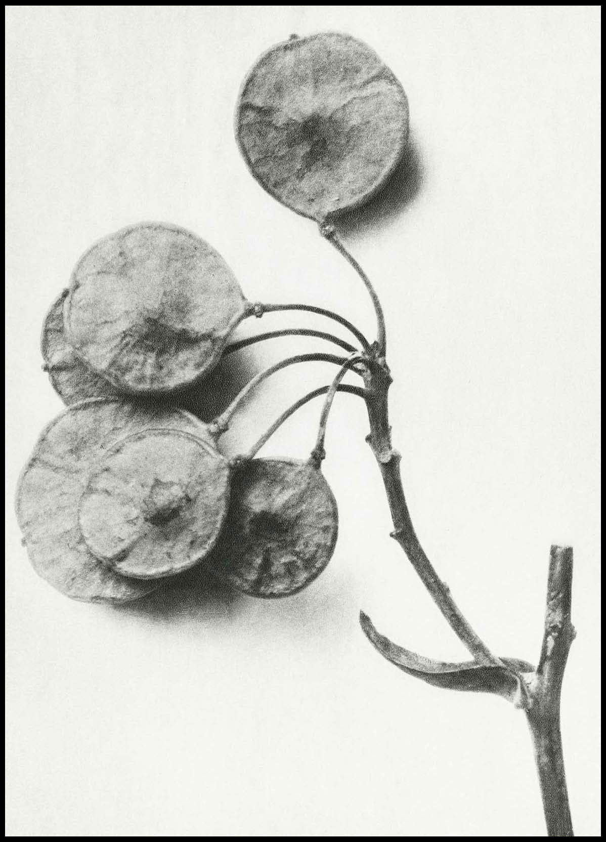 Karl Blossfeldt - Ptelea Trifoliata - Hakyarts