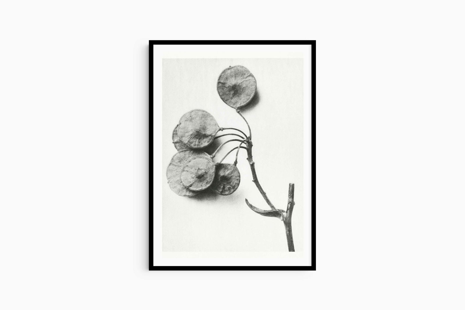 Karl Blossfeldt - Ptelea Trifoliata - Hakyarts