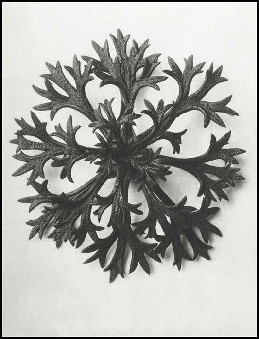 Karl Blossfeldt - Saxifraga Aizoon - Hakyarts