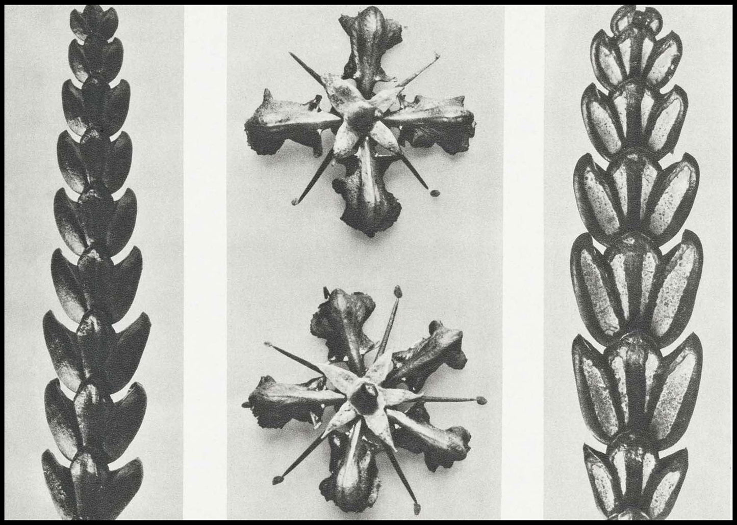 Karl Blossfeldt - Thujopsis Dolobrata - Hakyarts