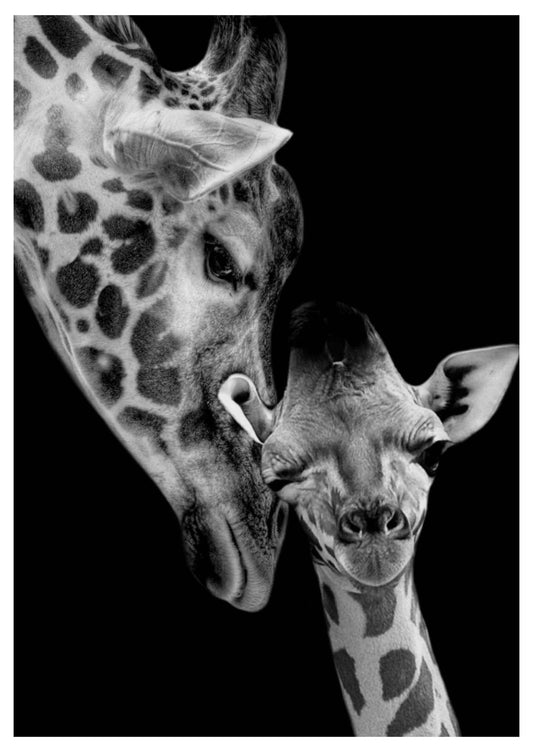 Kissing Giraffe Mother Poster - Hakyarts