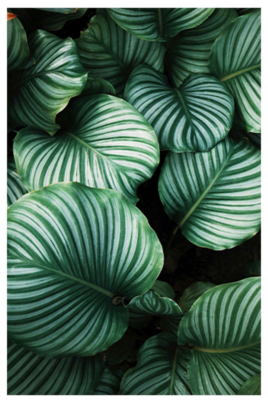 Large Green Leaves Poster - Hakyarts