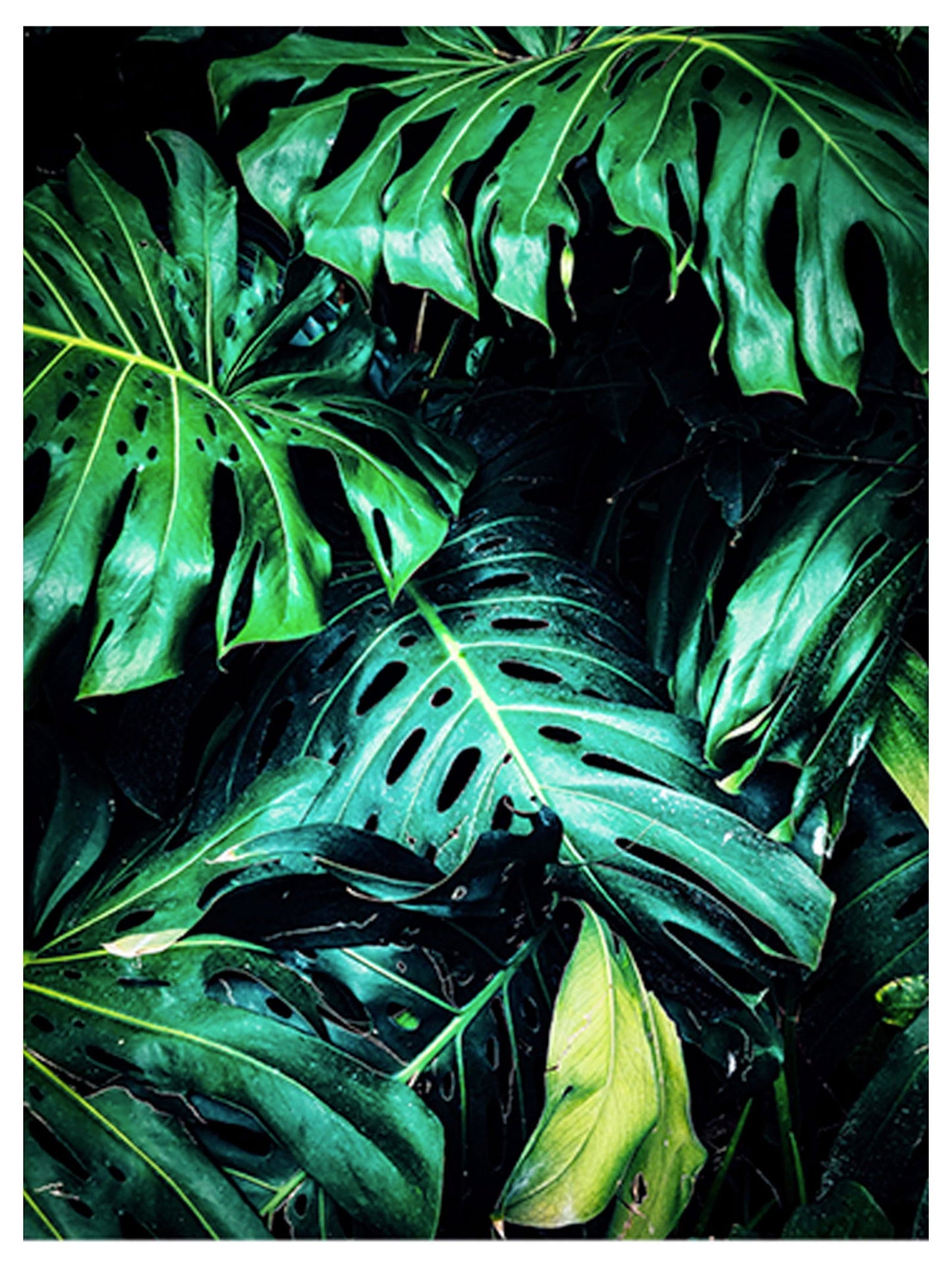 Large Green Plants Poster - Hakyarts