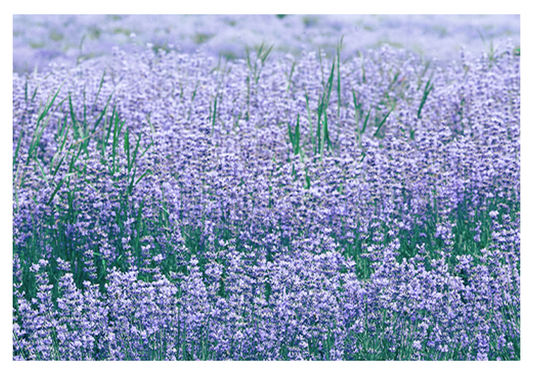 Lavender Field Poster - Hakyarts