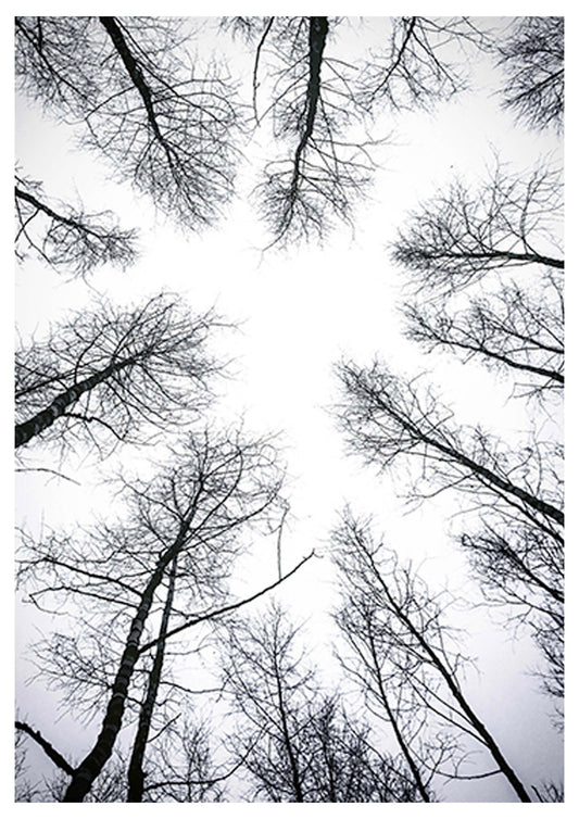 Leafless Trees Poster - Hakyarts