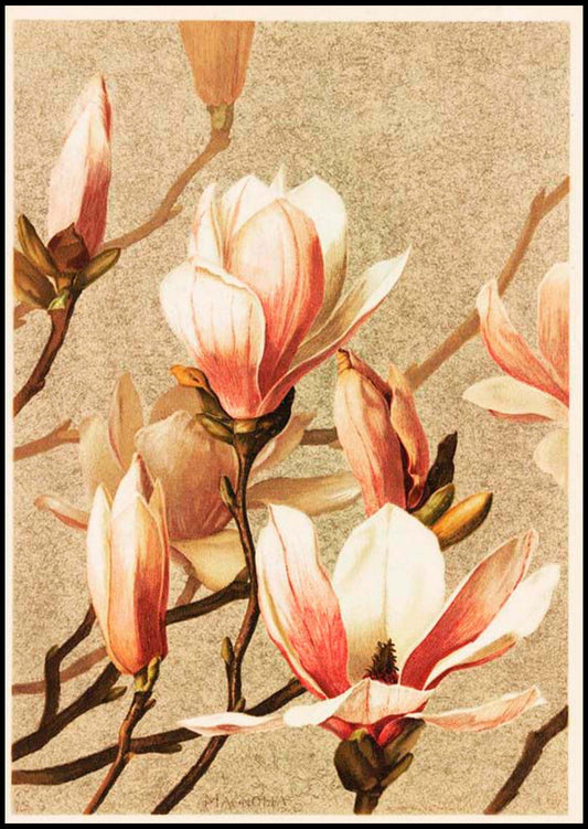 Louis Prang & Co - Magnolia - Hakyarts