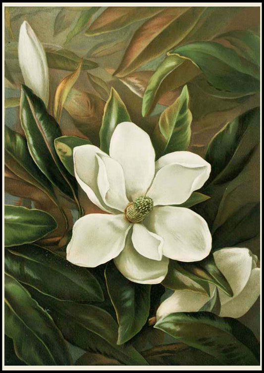 Louis Prang & Co - Magnolia Grandiflora - Hakyarts