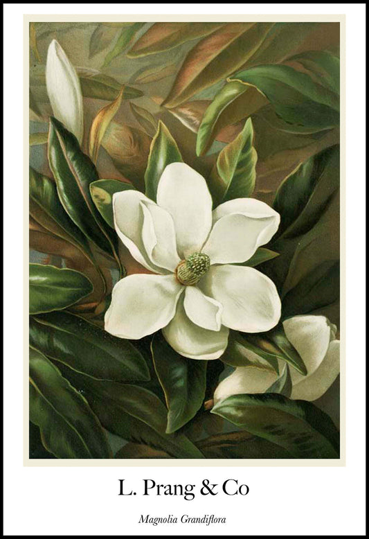 Louis Prang & Co - Magnolia Grandiflora Poster - Hakyarts