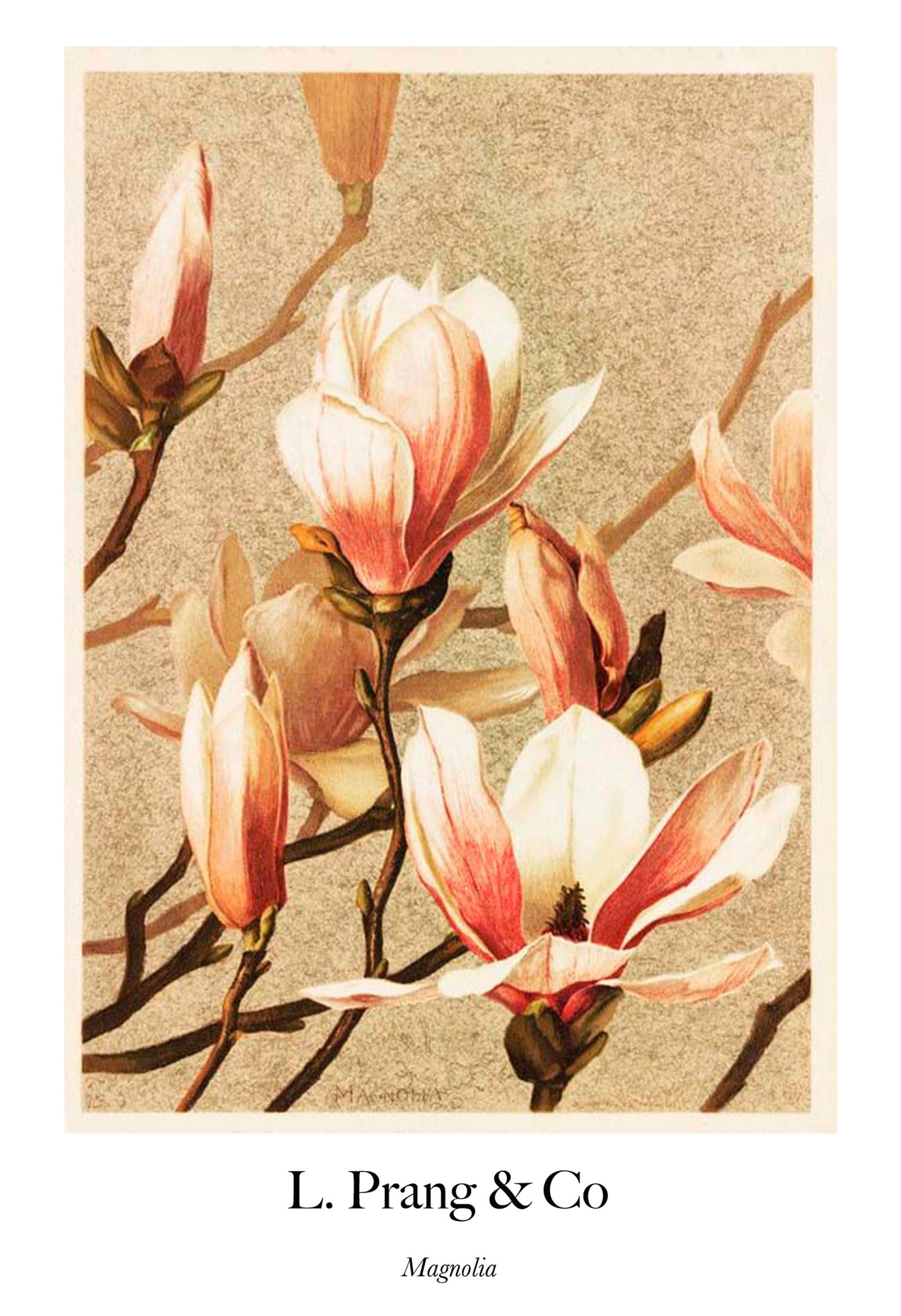 Louis Prang & Co - Magnolia Poster - Hakyarts