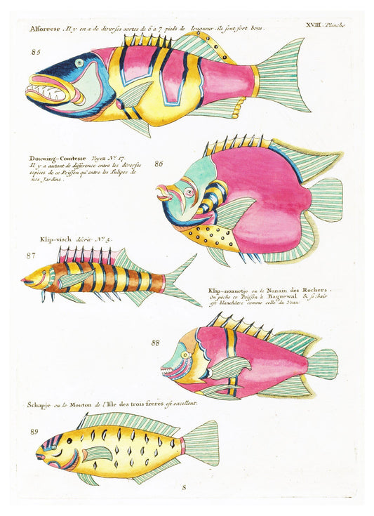 Louis Renard - Poissons Plate 61 Poster - Hakyarts