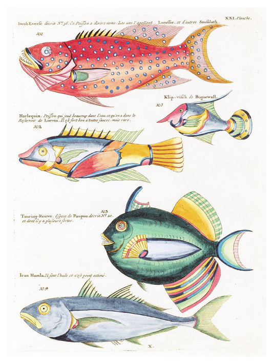 Louis Renard - Poissons Plate 64 Poster - Hakyarts