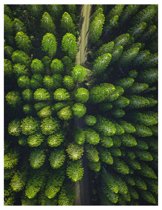 Lush Greenery Poster - Hakyarts