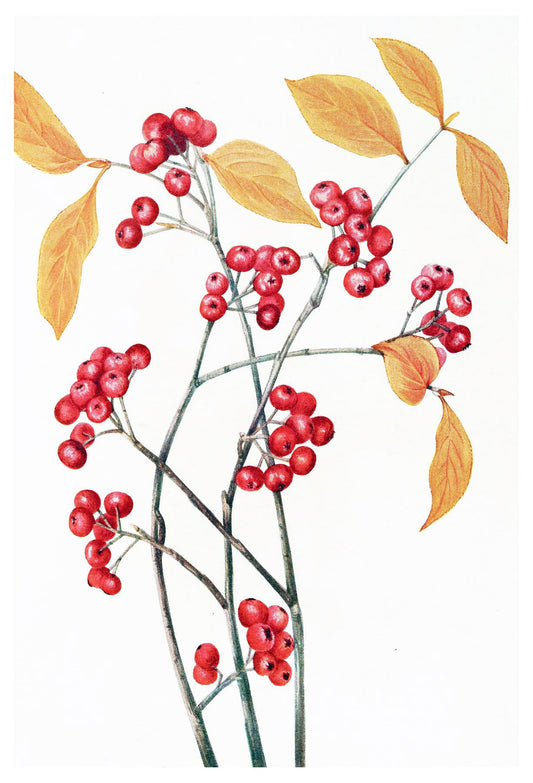 Mary Vaux Walcott - Red Chokeberry - Hakyarts