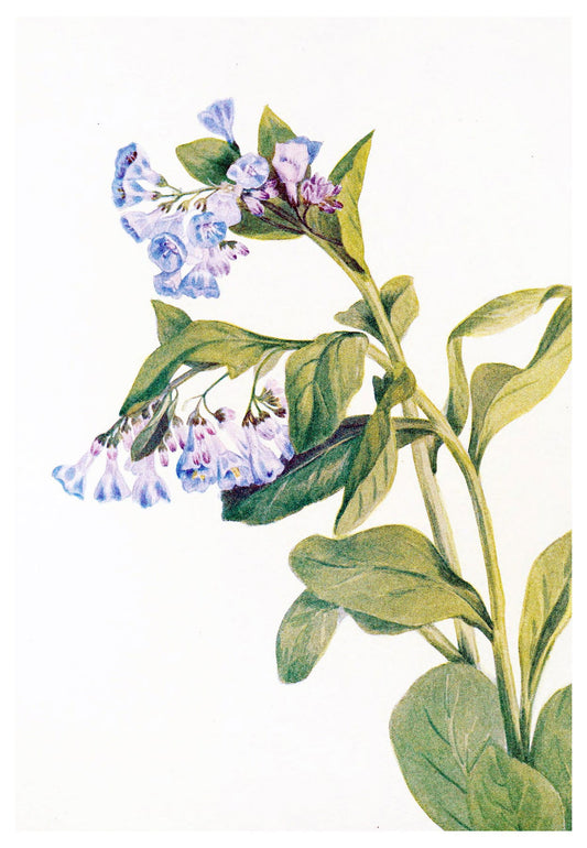 Mary Vaux Walcott - Virginia Bluebells - Hakyarts