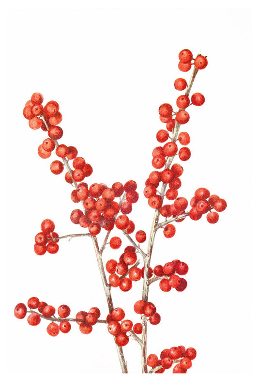 Mary Vaux Walcott - Winterberry - Hakyarts