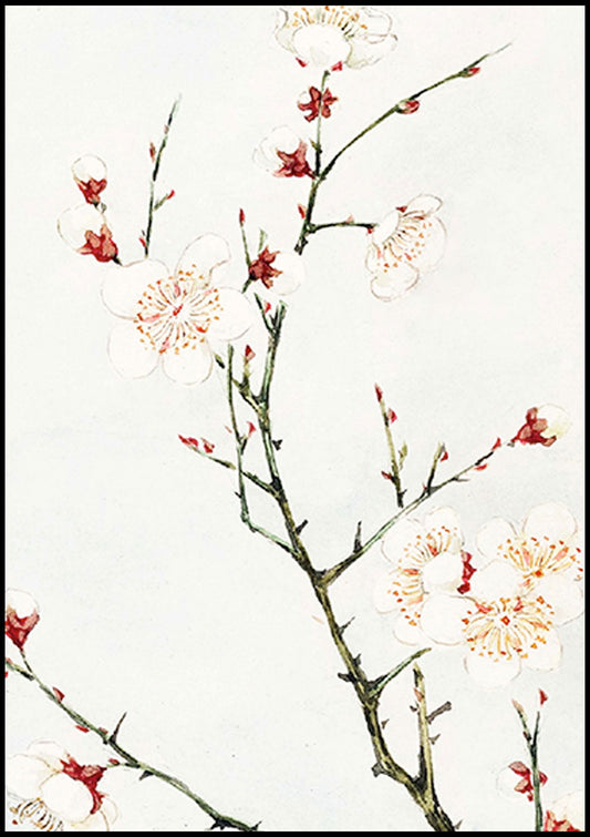 Megata Morikaga - Plum Branches with Blossoms - Hakyarts