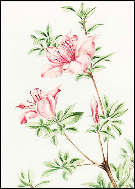 Megata Morikaga - Tsutsuji Rhododendron Judicum Azalea - Hakyarts