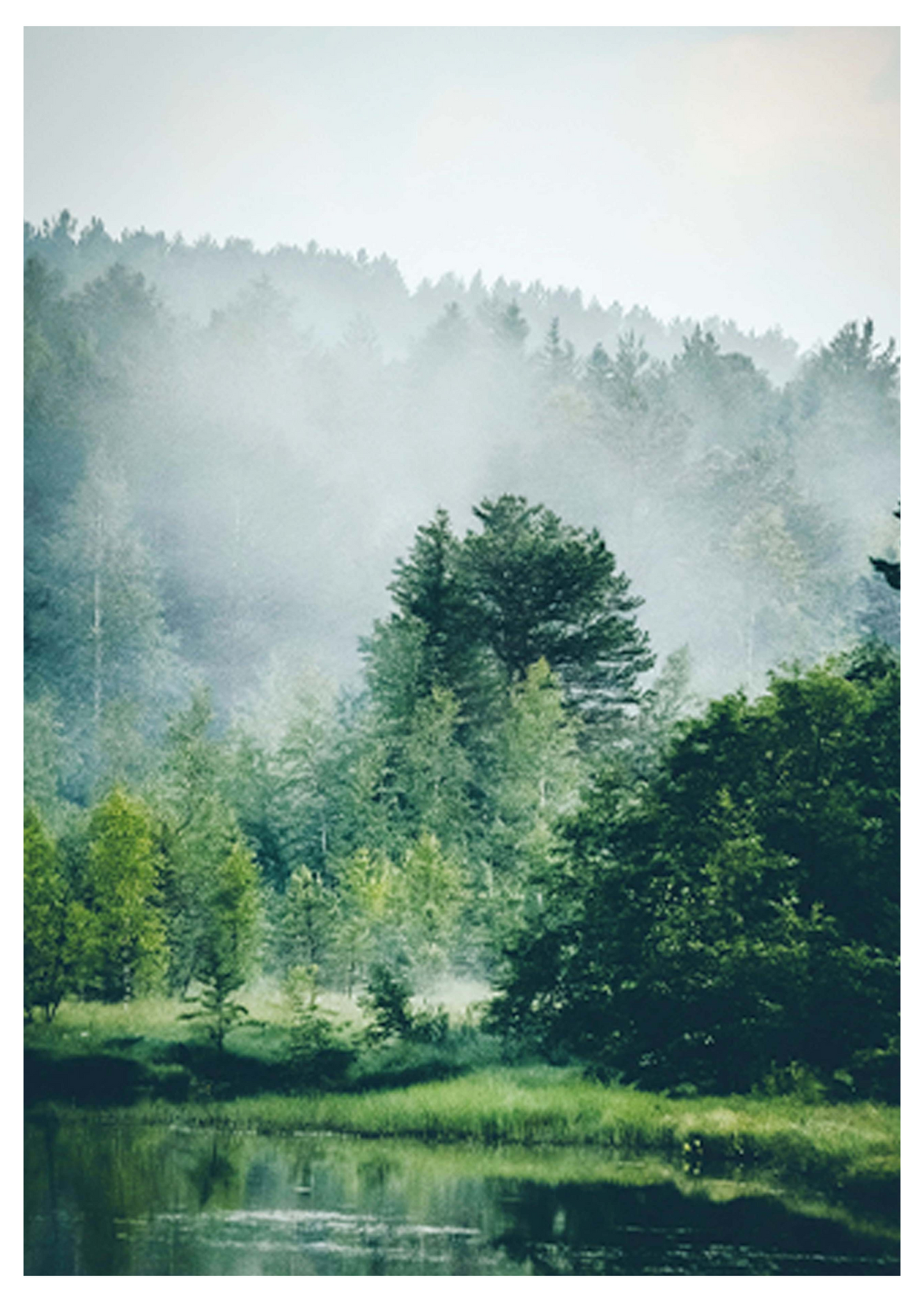 Misty Green Forest Poster - Hakyarts