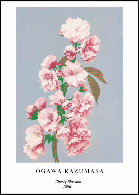 Ogawa Kazumasa - Cherry Blossom Poster - Hakyarts