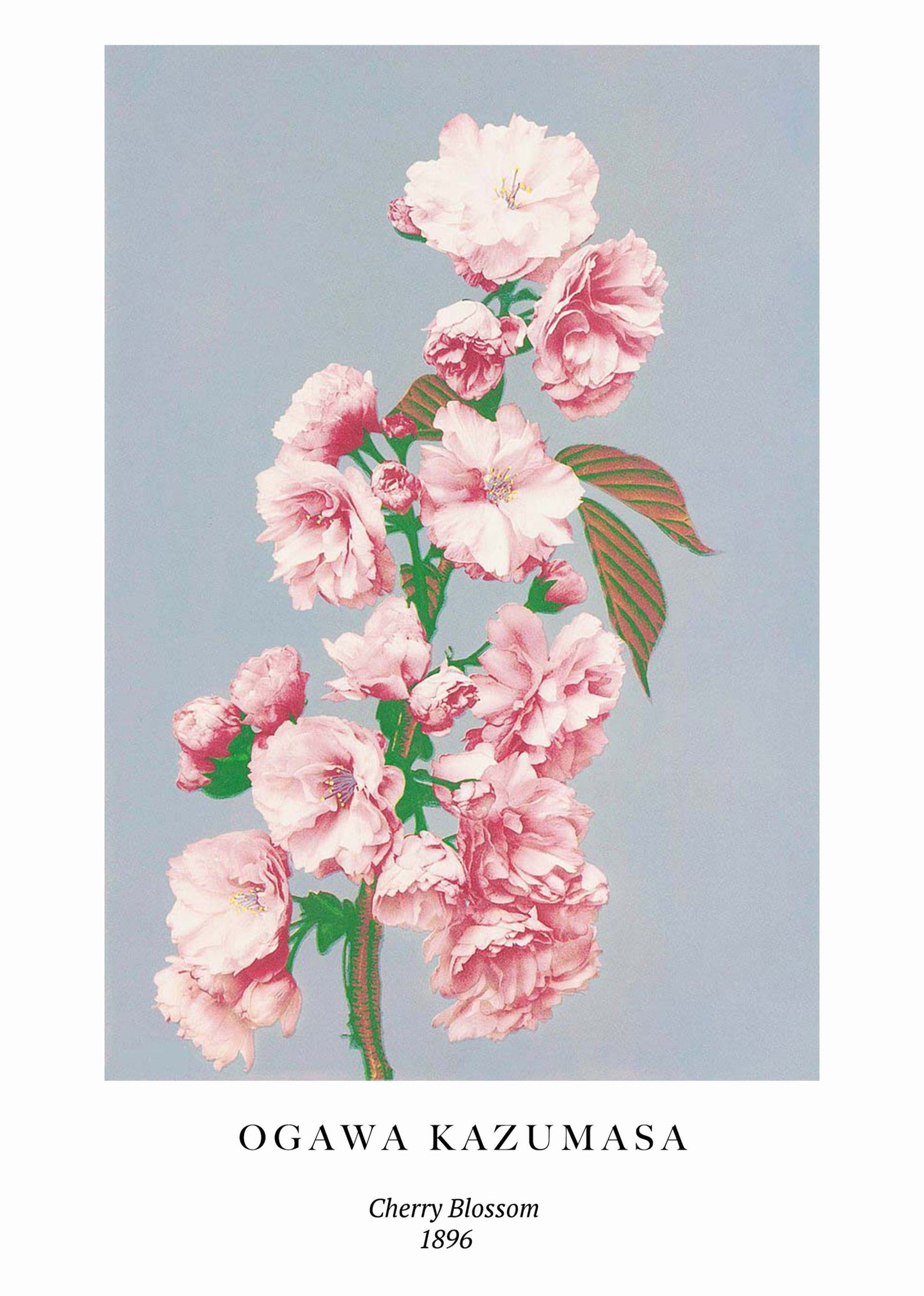 Ogawa Kazumasa - Cherry Blossom Poster - Hakyarts