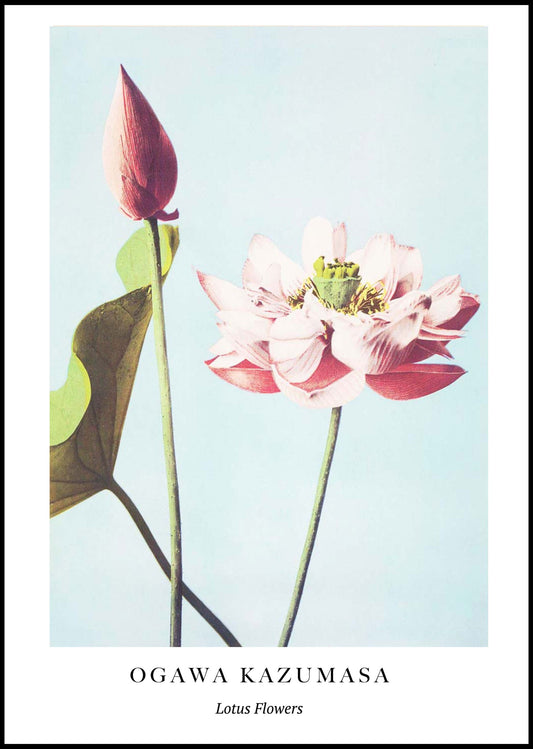 Ogawa Kazumasa - Lotus Flowers Poster - Hakyarts