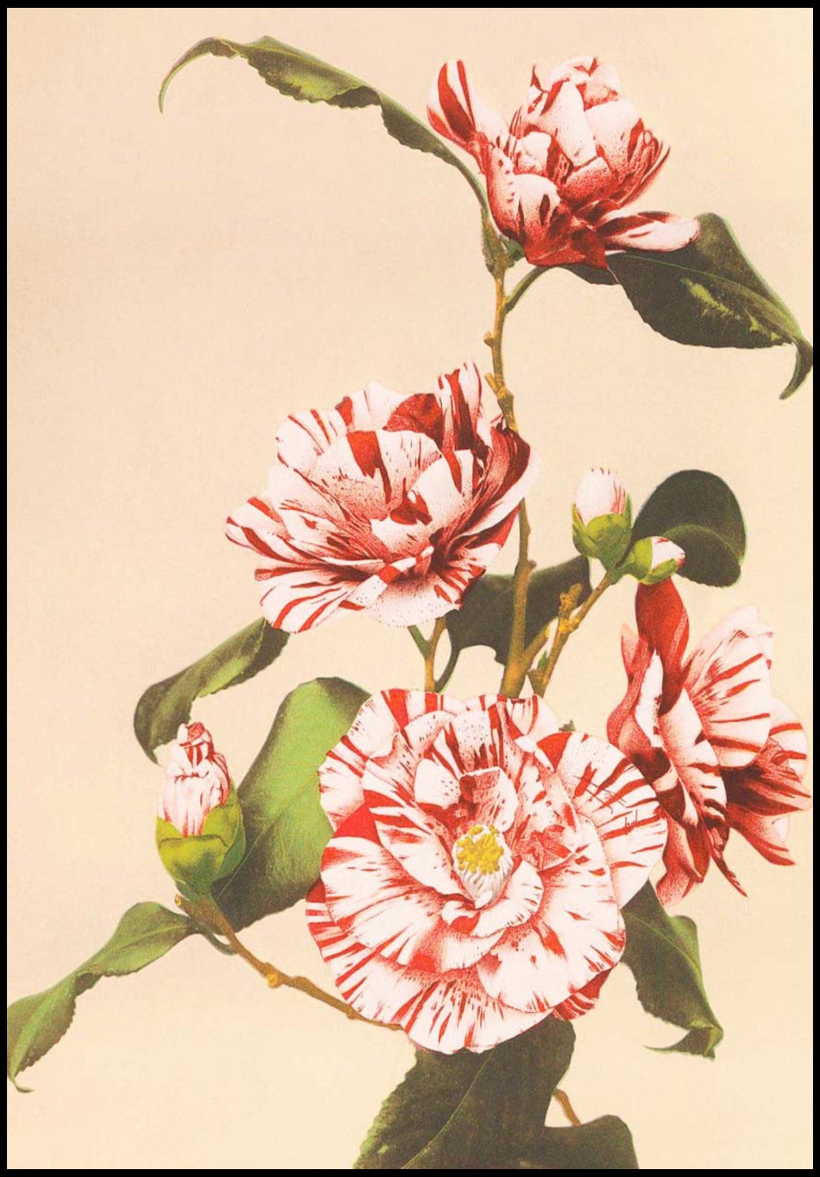 Ogawa Kazumasa - Striped Camellias - Hakyarts