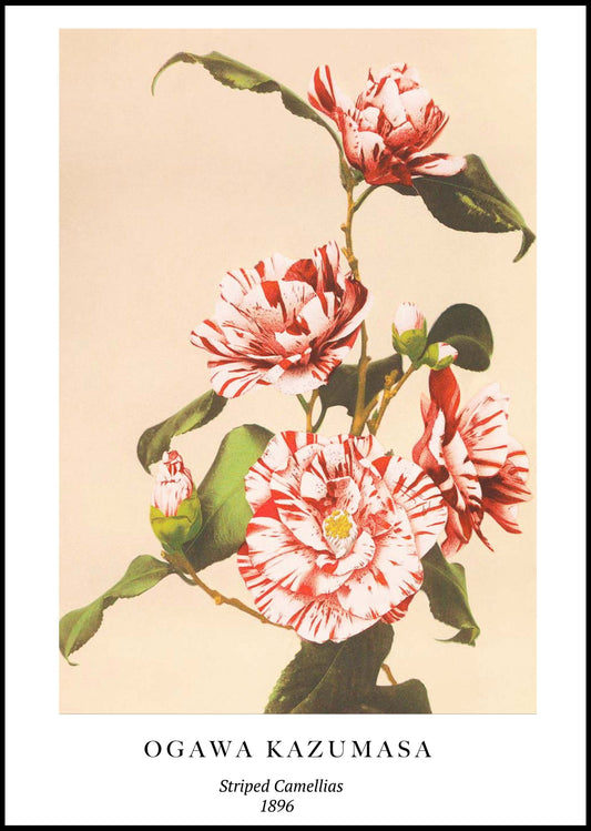 Ogawa Kazumasa - Striped Camellias Poster - Hakyarts