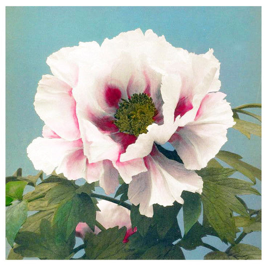 Ogawa Kazumasa - Tree Peony - Hakyarts