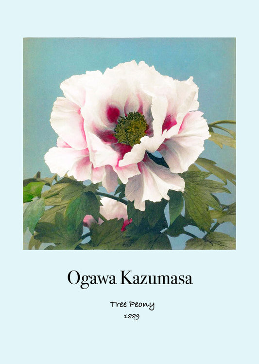 Ogawa Kazumasa - Tree Peony Poster - Hakyarts