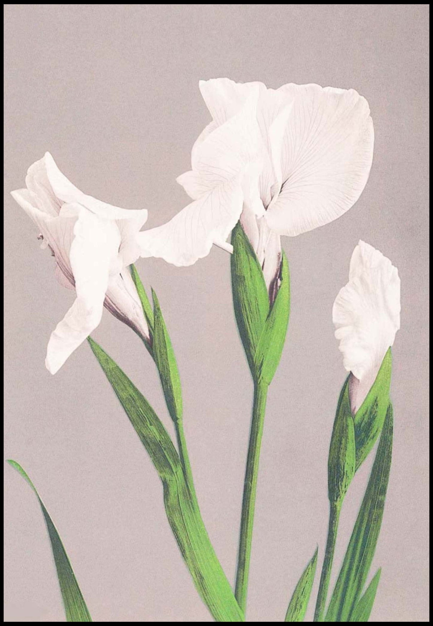 Ogawa Kazumasa - White Irises - Hakyarts