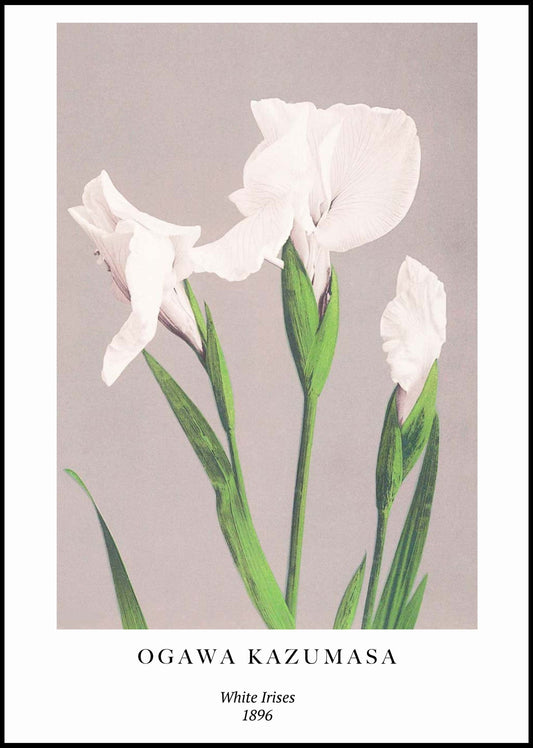 Ogawa Kazumasa - White Irises Poster - Hakyarts