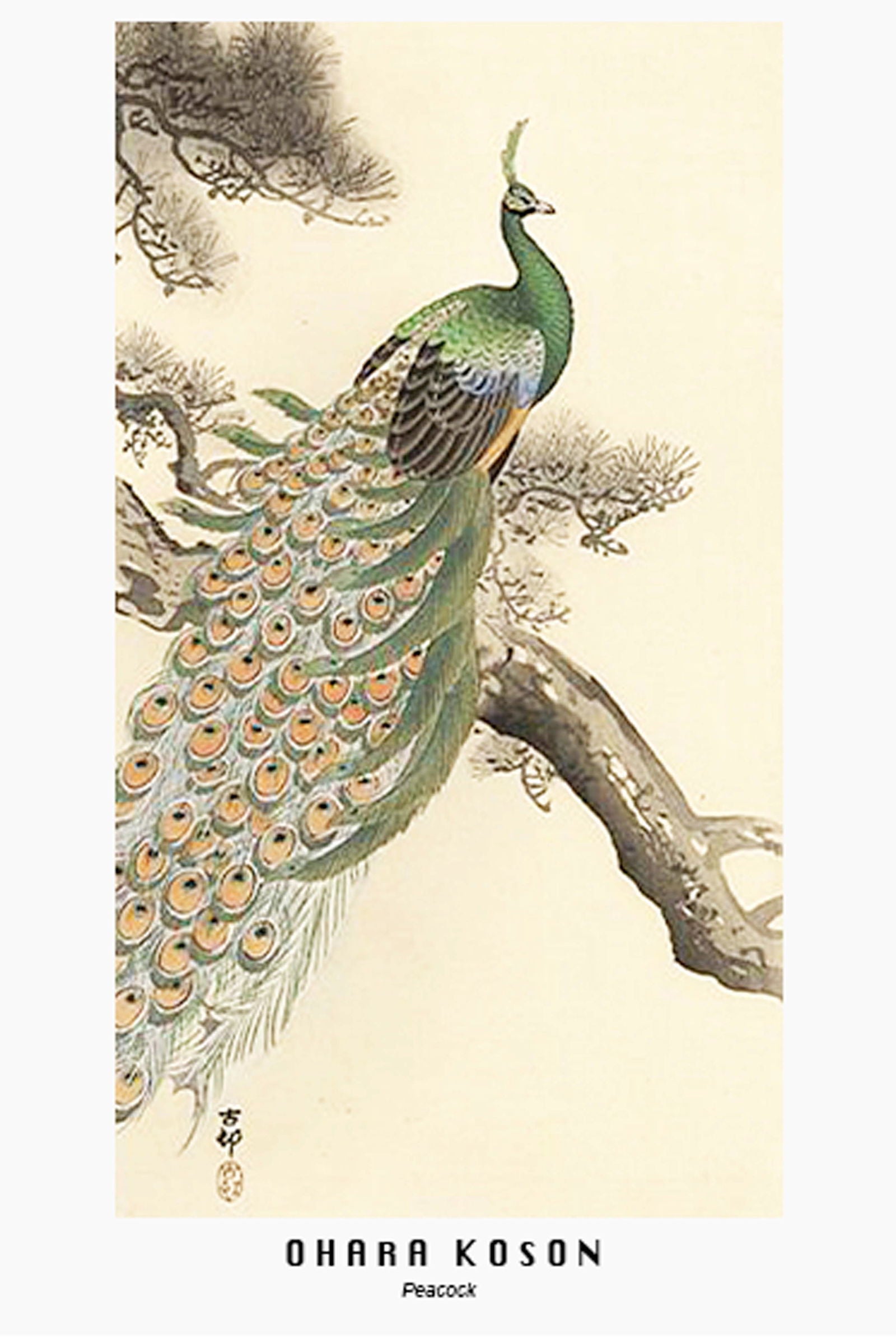 Ohara Koson - Peacock - Hakyarts