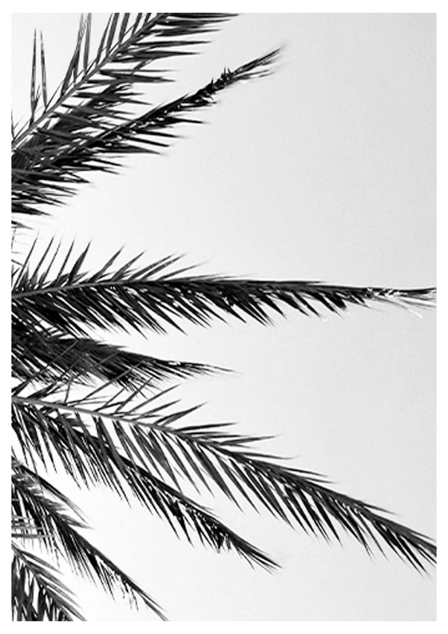 Palm Tree Leaves Poster - Hakyarts