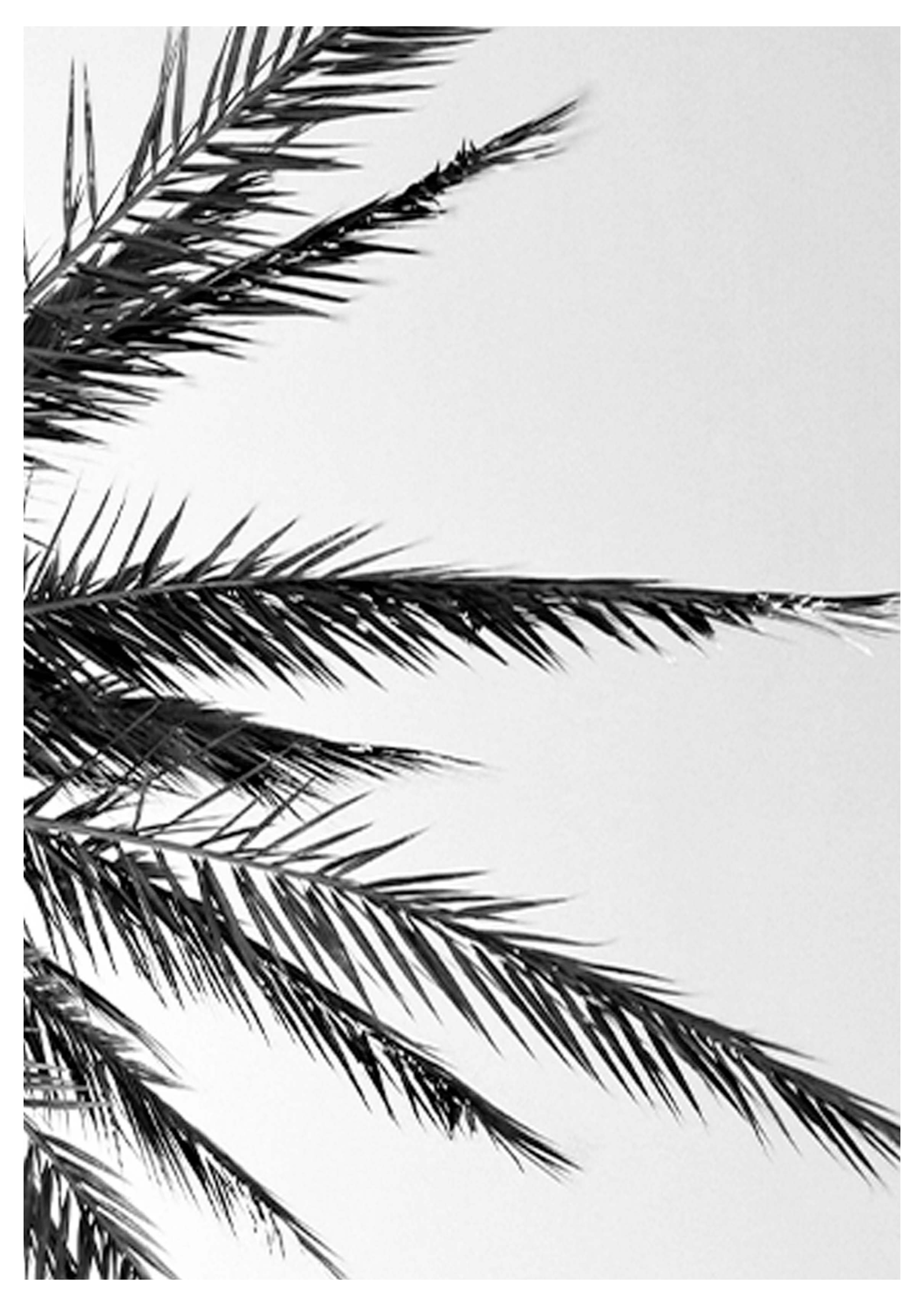 Palm Tree Leaves Poster - Hakyarts