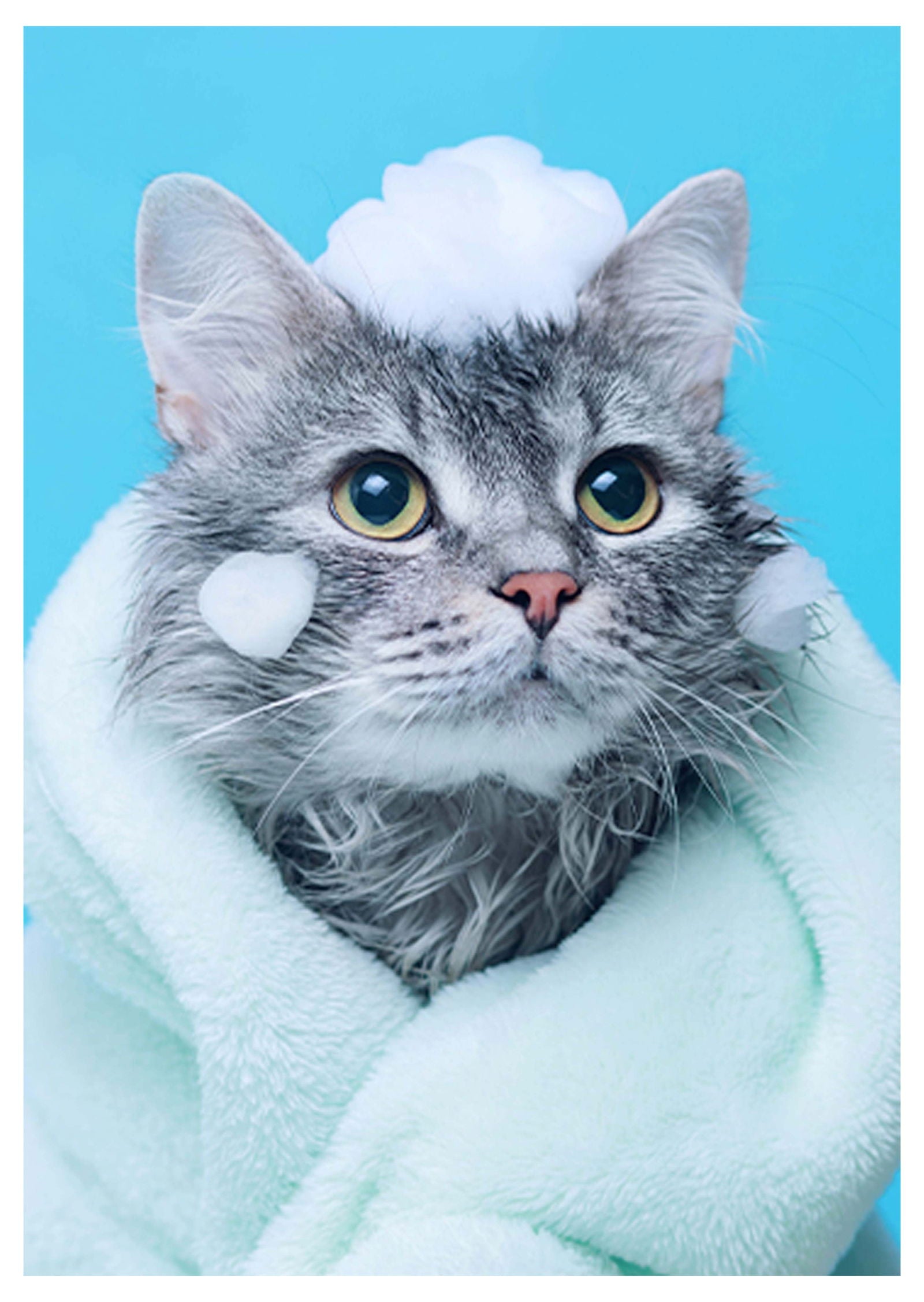 Pampered Cat Poster - Hakyarts