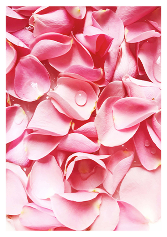 Petals and Roses Poster - Hakyarts