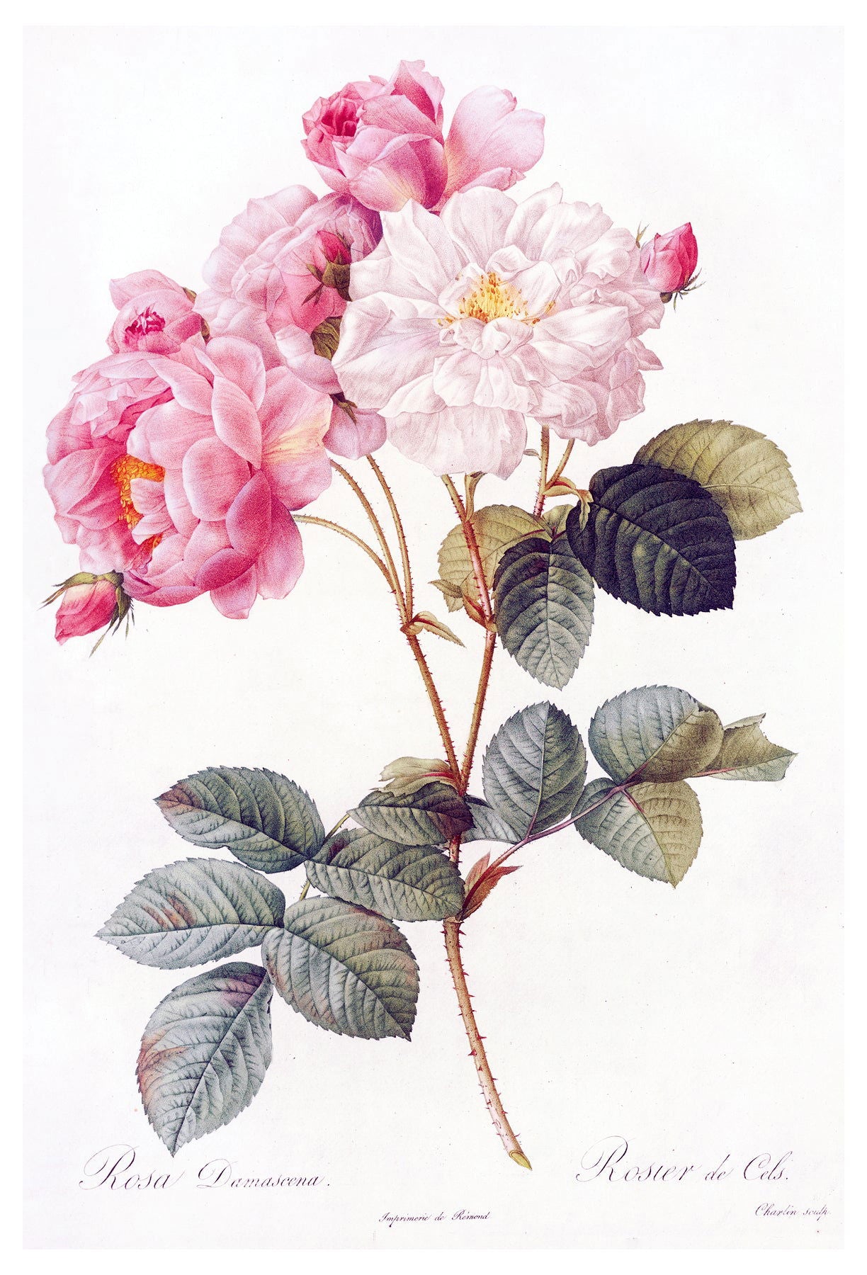 Pierre-Joseph Redouté - Damask Rose - Hakyarts